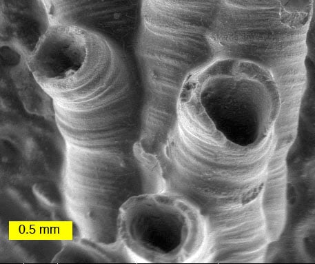 Scanning electron microscope image of a hederelloid from the Devonian of Michigan (largest tube diameter is 0.75 mm).