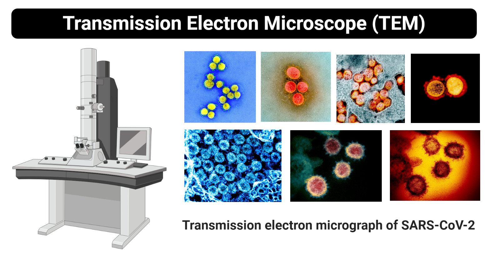 Transmission Electron Microscope (TEM)- Definition, Principle, Images