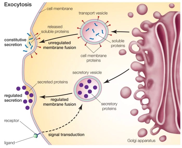 Types of Exocytosis