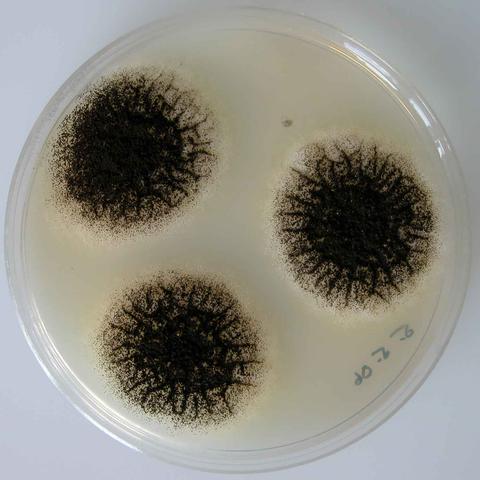 Aspergillus niger colony on Czapek yeast agar