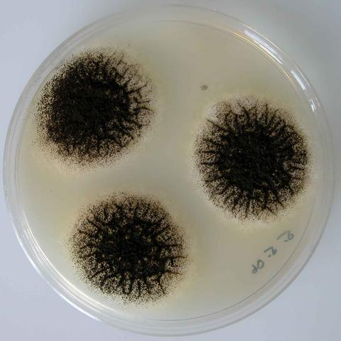 aspergillus mold in petri dish