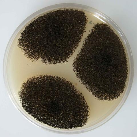 aspergillus niger morphology