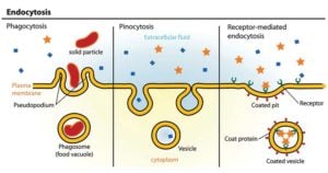 Endocytosis- Definition, Process, Types. Examples