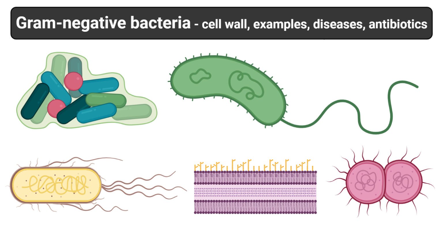 Gram-negative bacteria- cell wall, examples, diseases, antibiotics