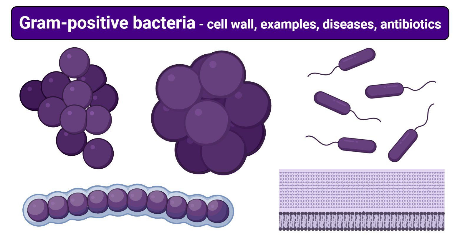Bacillus Gram Stain Positive