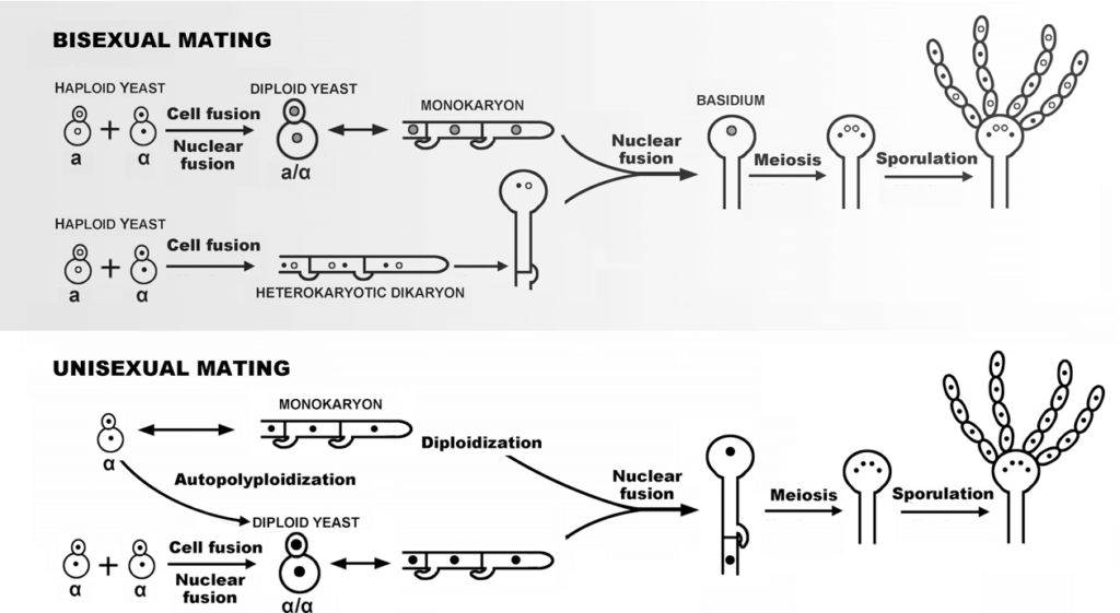 Cryptococcus Neoformans An Overview