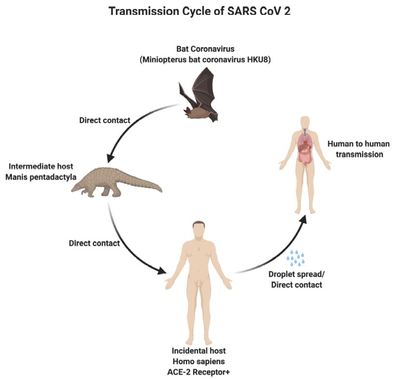 Modes of transmission of SARS-CoV-2