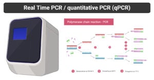 Real Time PCR- Principle, Process, Markers, Advantages, Uses