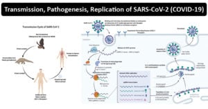 Transmission, pathogenesis, replication of SARS-CoV-2 (COVID-19)