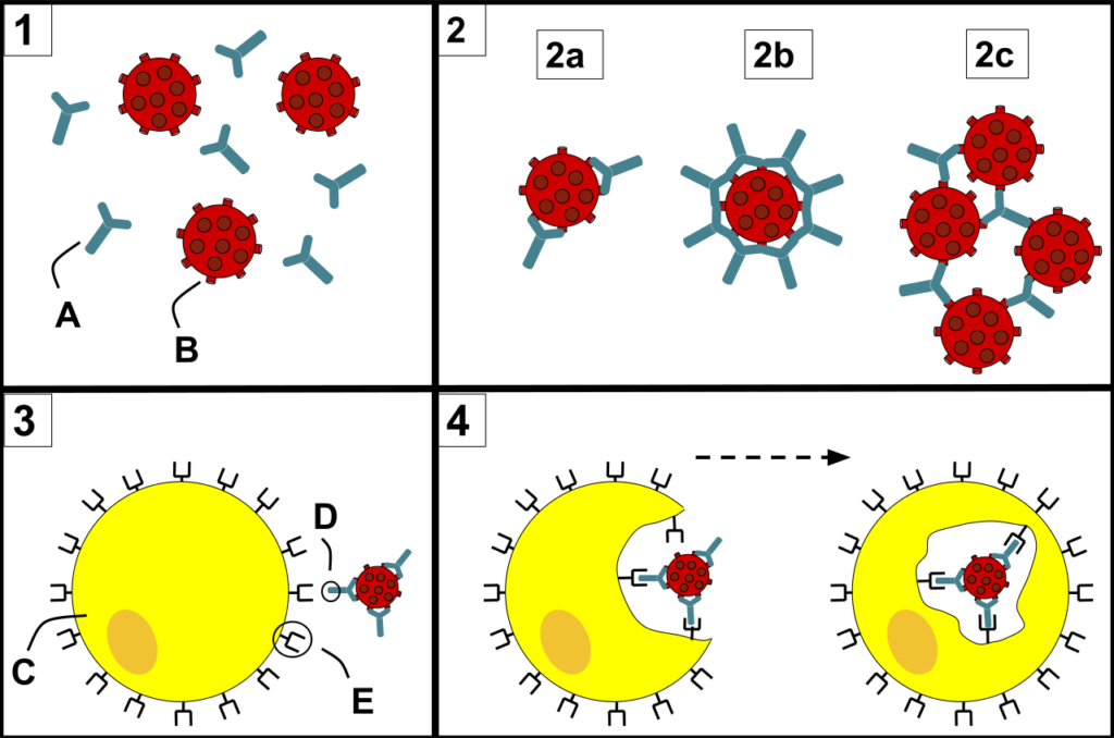 Antibody-mediated Opsonization