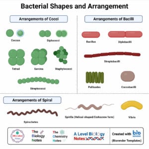 bacteria shapes and arrangement explained