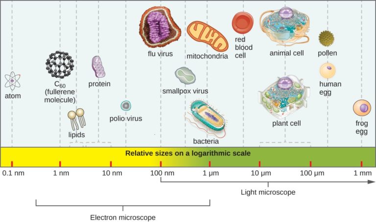 Morphology of Bacteria- Sizes, Shapes, Arrangements, Examples