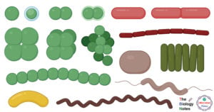 Bacterial Sizes, Shapes and Arrangement with Examples
