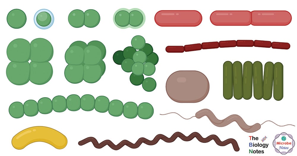 bacteria shapes and arrangement