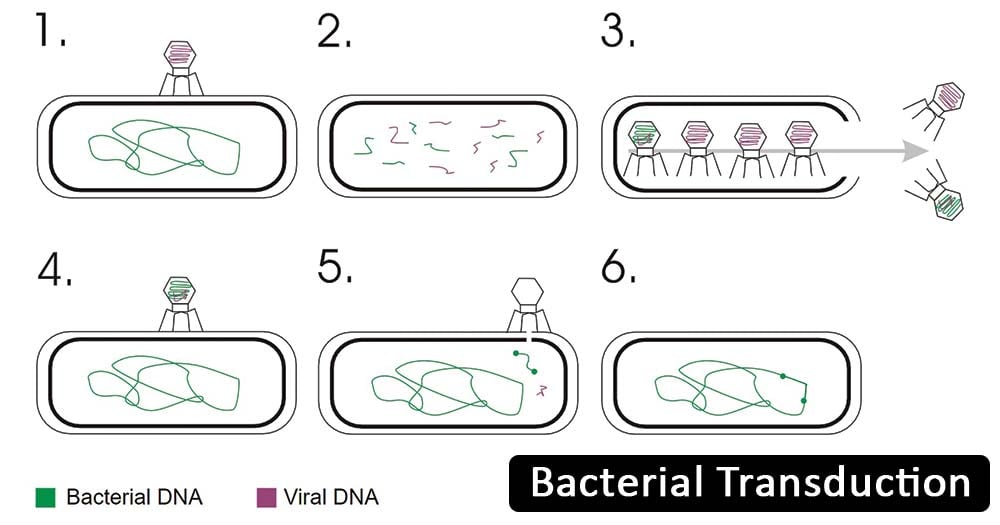Bacterial Transduction- Definition, Principle, Steps, Examples