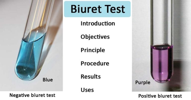 Biuret Test For Protein Definition Principle Procedure Results Uses 5437