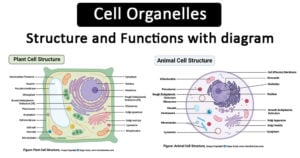 Cell Organelles- Structure and Functions with diagram
