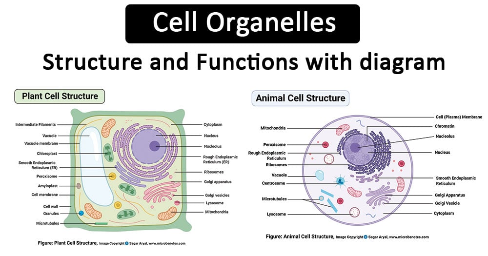 Cell Organelles- Definition, Structure, Functions, Diagram