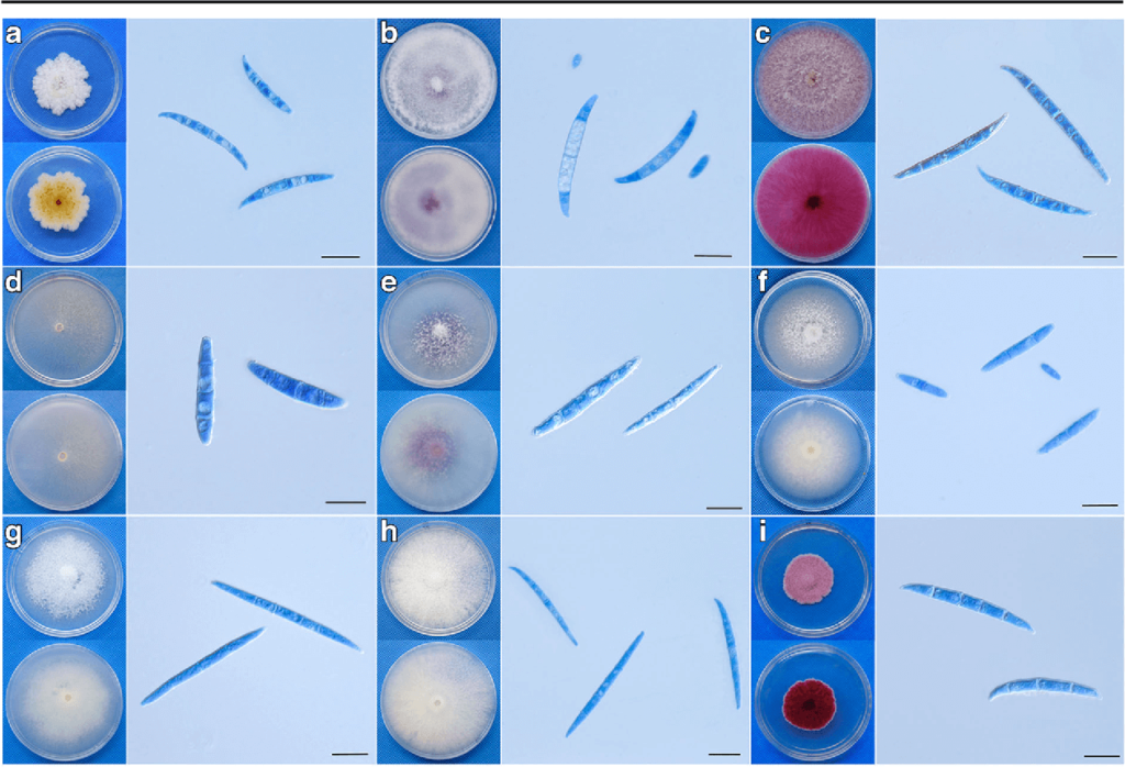 Fusarium Spp An Overview