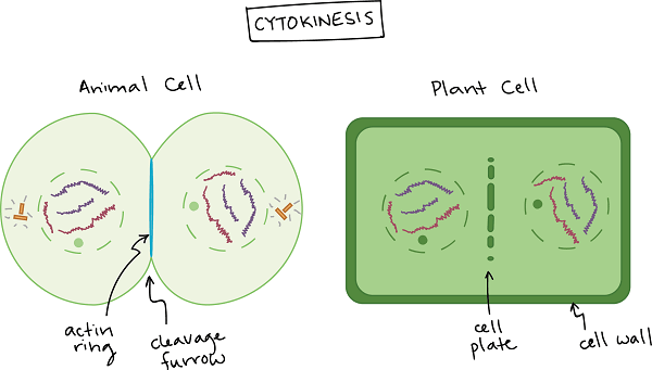 Cytokinesis in Animal Cell and Plant Cell