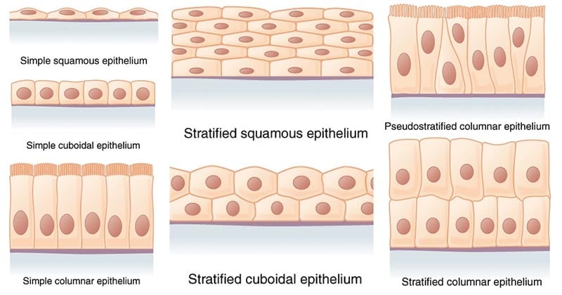 Epithelial Tissue Types