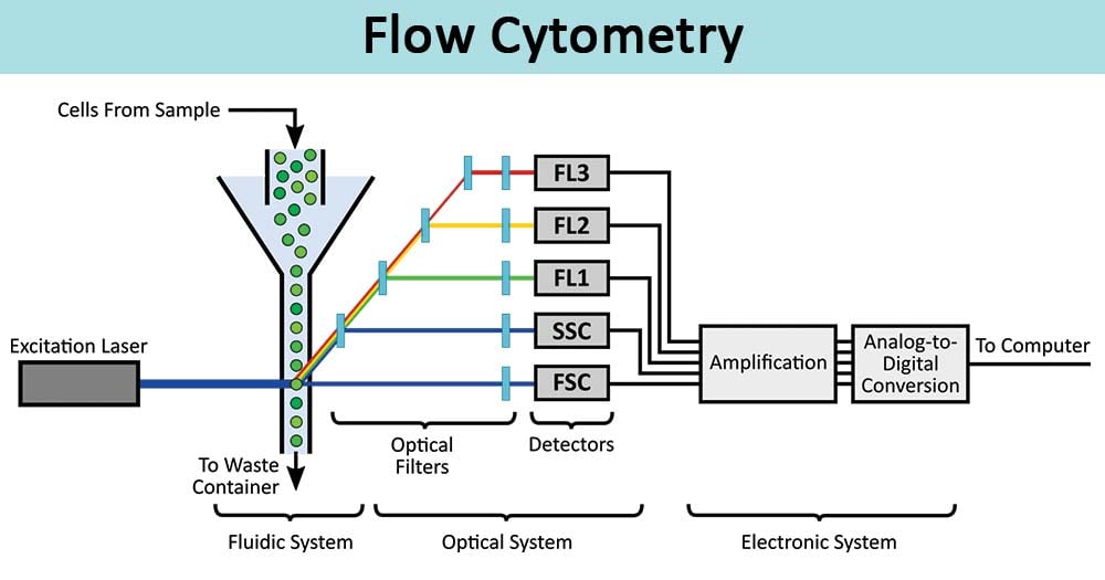 Flow Cytometry-Definition, Principle, Parts, Steps, Types, Uses