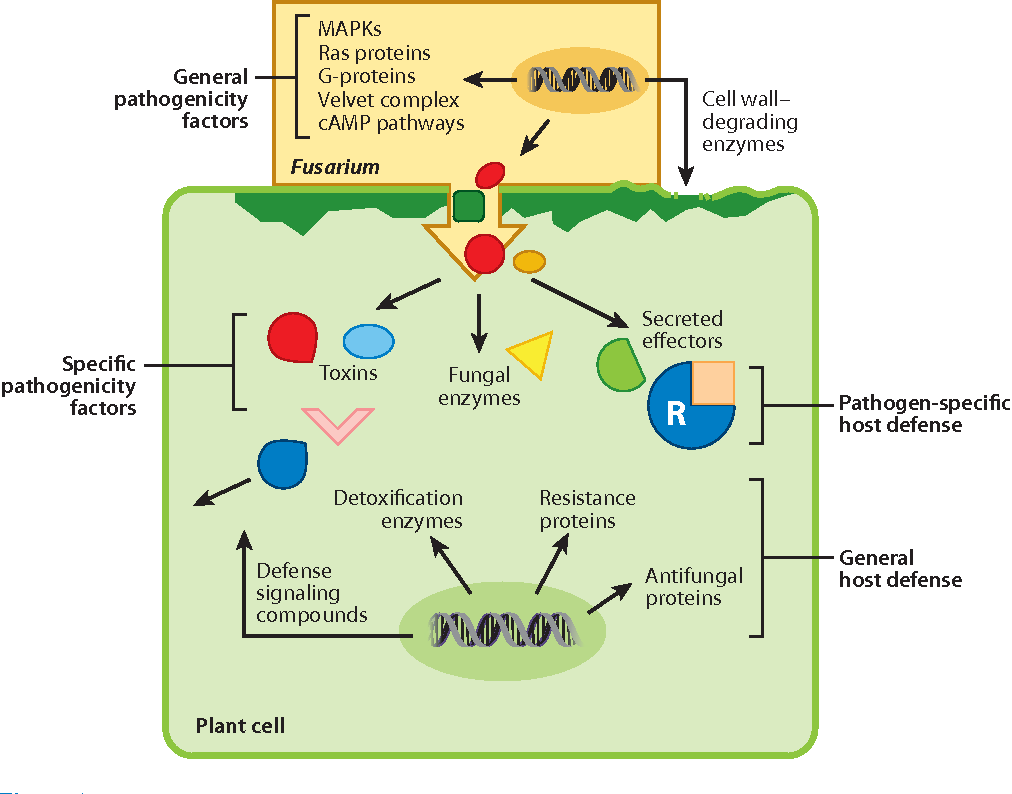 Fusarium pathogenicity and host defense mechanisms