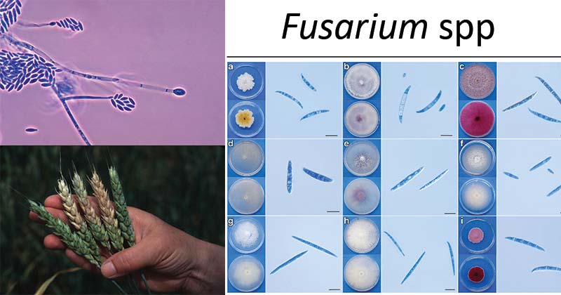 Fusarium spp