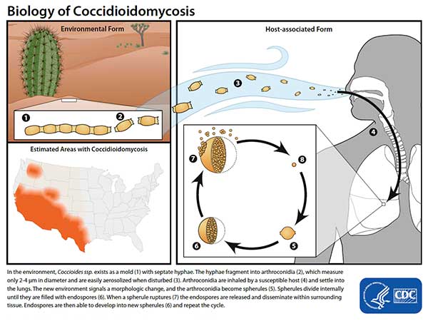Life Cycle of Coccidioides
