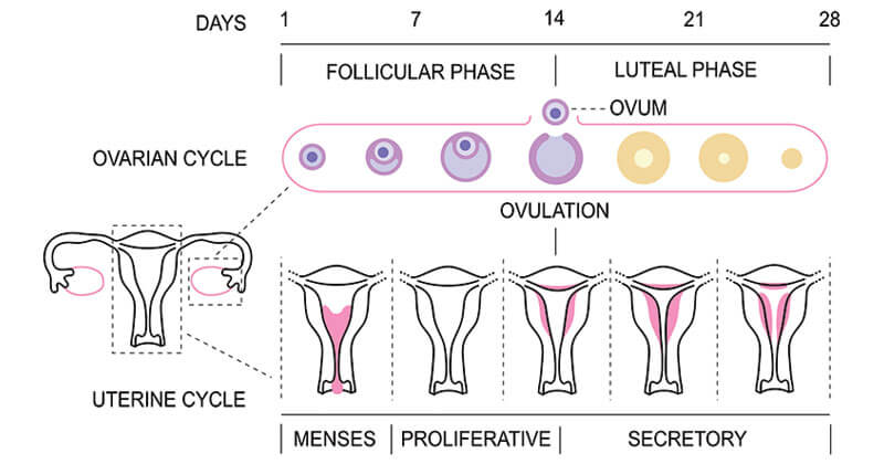 Menstrual Cycle Definition Hormones Phases Diagram