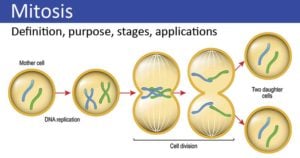 Mitosis- definition, purpose, stages, applications with diagram