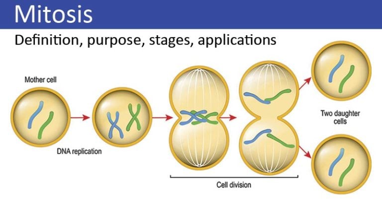 Mitosis Phases Stages Applications With Diagram   Mitosis Definition Purpose Stages Applications With Diagram 768x403 