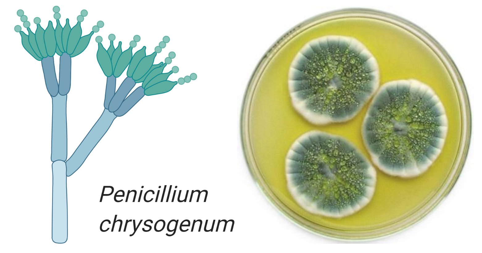 penicillium notatum under microscope