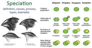 Speciation- definition, causes, process, types, examples