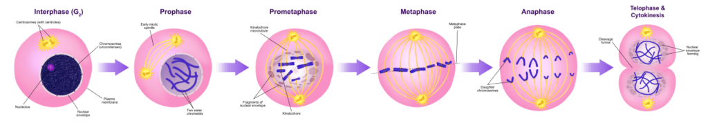 Mitosis Phases Stages Applications With Diagram