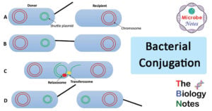 Steps or Process of Bacterial Conjugation