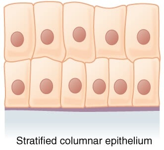 Stratified columnar epithelium