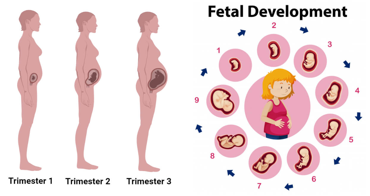 Week By Week Pregnancy Baby And Body Development With Tips