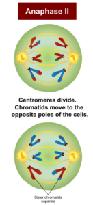 Anaphase in Mitosis and Meiosis (Anaphase I, II) - Microbe Notes