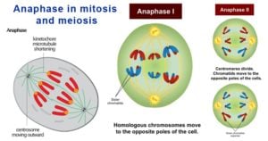 Anaphase in Mitosis and Meiosis