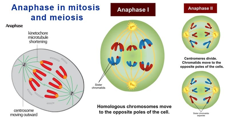 Anaphase in Mitosis and Meiosis