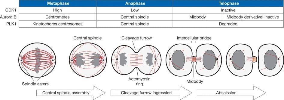 Cytokinesis Definition And Process In Animal And Plant Cells