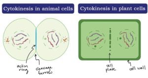 Cytokinesis in plant and animal cells