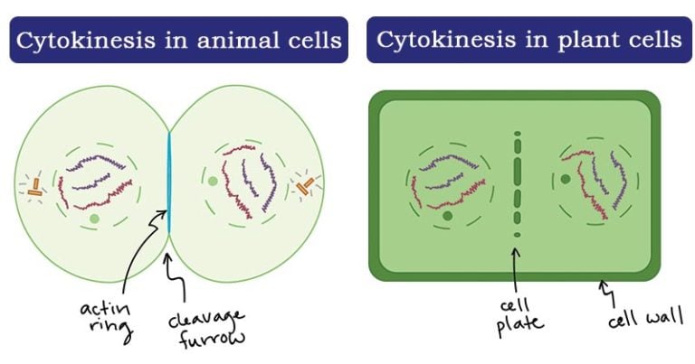 Cytokinesis- Definition and Process (in animal and plant cells)