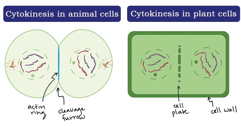 Cytokinesis- Definition and Process (in animal and plant cells)