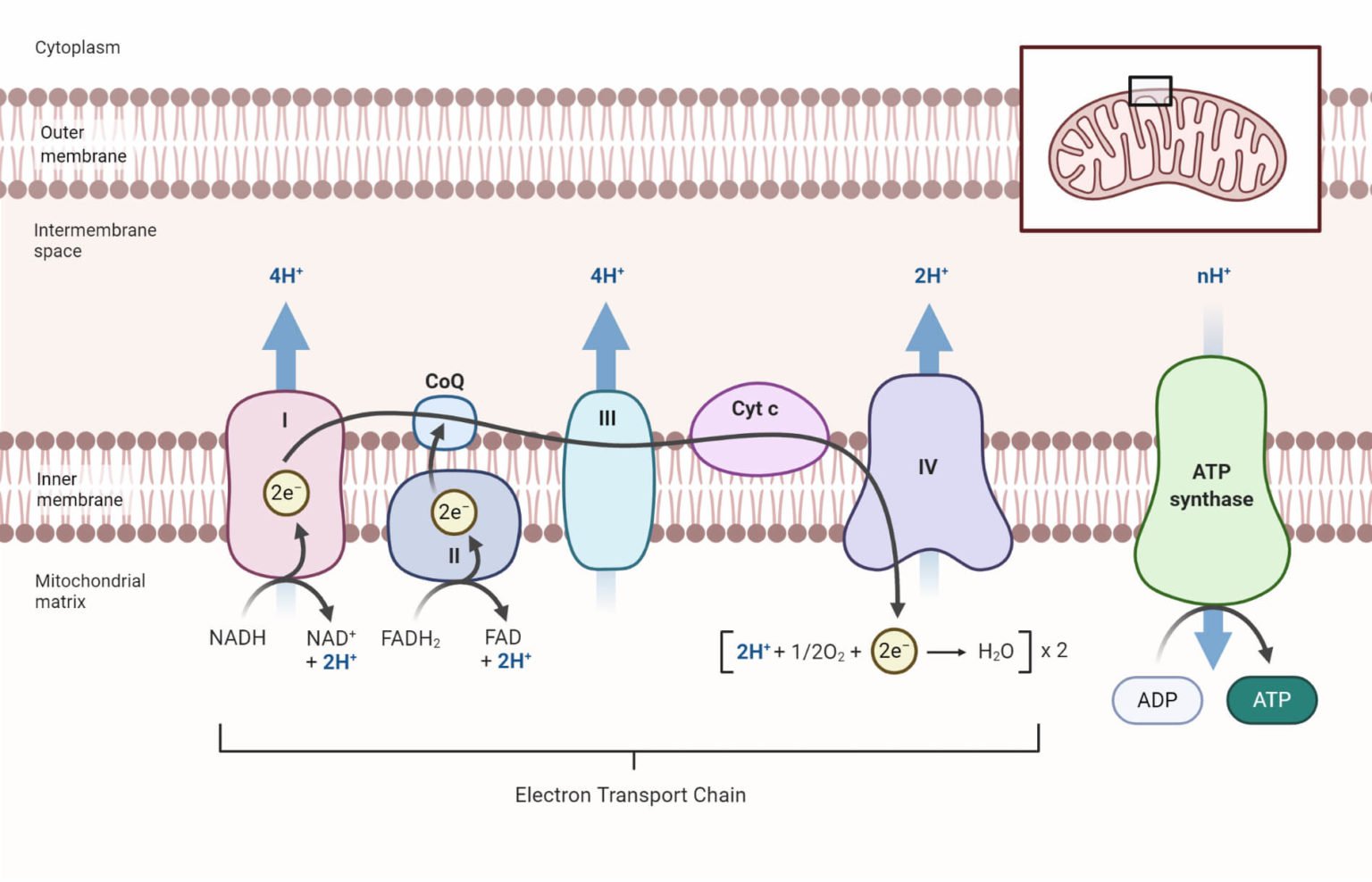 Electron Transport Chain Unveiled: Steps, Products, Diagram