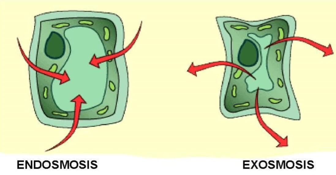 Endosmosis and exosmosis