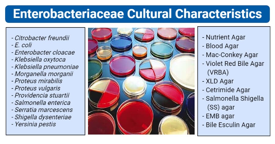 Enterobacteriaceae Cultural Characteristics