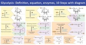 Glycolysis- definition, equation, enzymes, 10 Steps with diagram