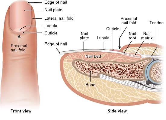 Human nail